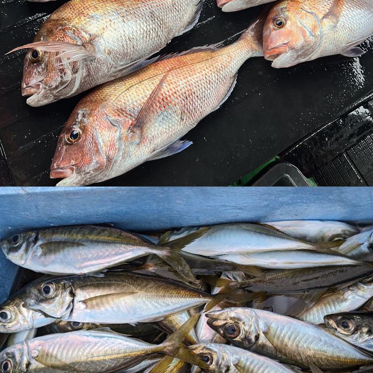 釣果・今週のベストショット!