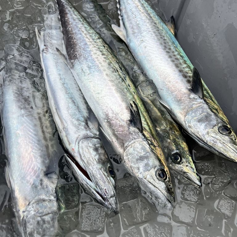 釣果・今週のベストショット!